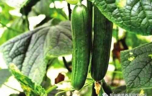 娱乐吃瓜酱不同人风向,揭秘明星们的风向之谜