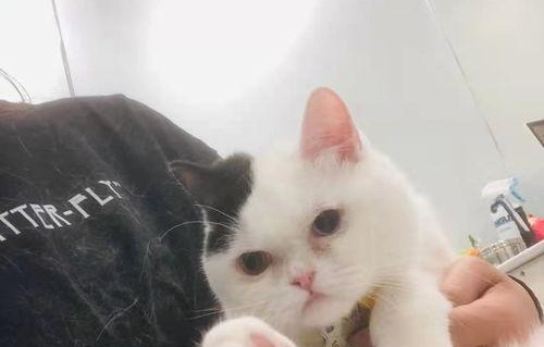 娱乐吃瓜酱猫传腹,揭秘“猫传腹”事件背后的真相与反思