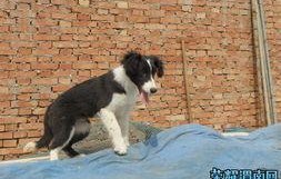 娱乐吃瓜酱牧羊犬,揭秘牧羊犬背后的故事