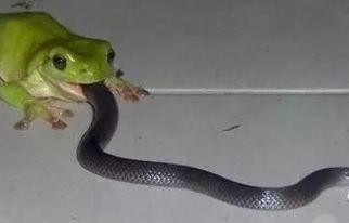 娱乐吃瓜酱蛇,揭秘娱乐圈背后的秘密与八卦